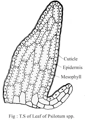 Anatomy of Psilotum