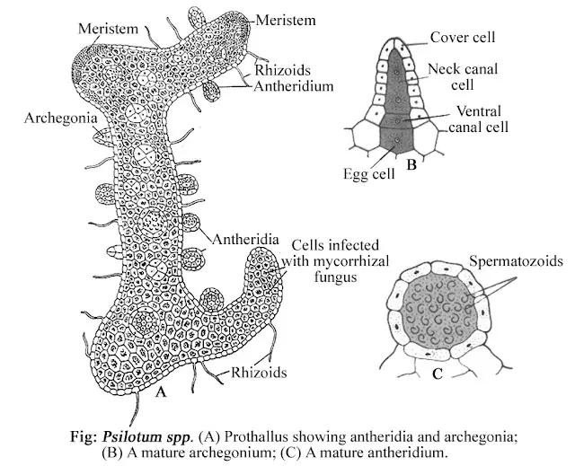 Reproduction of Psilotum