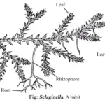 Selaginella