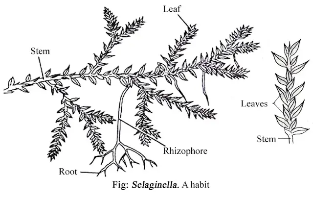 Selaginella