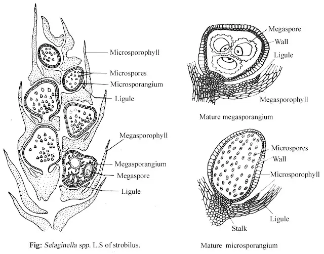 Selaginella