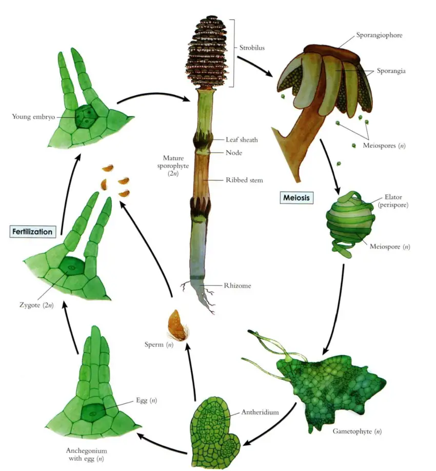 Structure and reproduction of Equisetum arvense