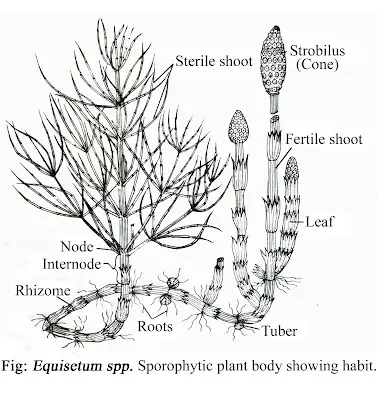 Equisetum