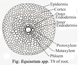 Equisetum