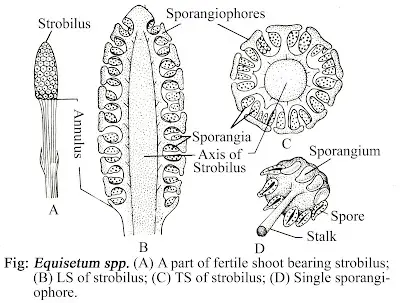 Equisetum