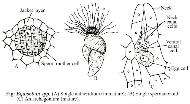 Equisetum