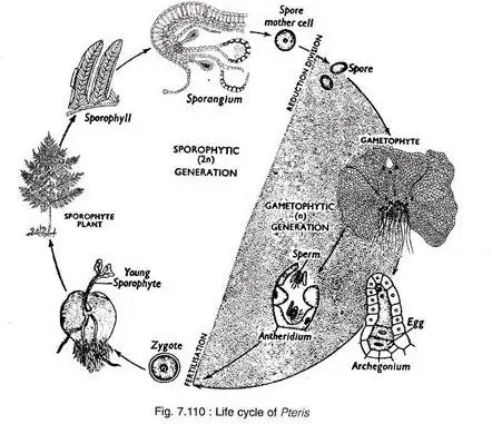 The life cycle of Pteris