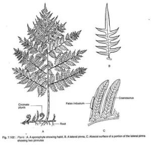 Pteris – Morphology and Reproduction