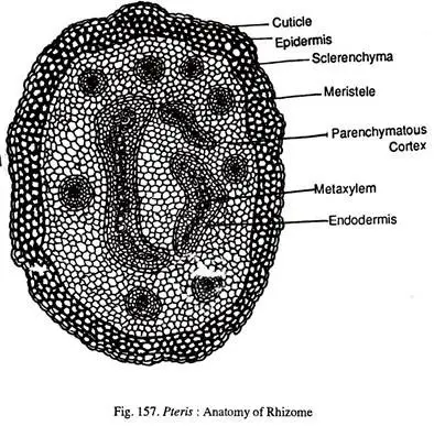 Internal Structure of Pteris