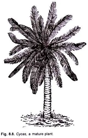 Morphology of Cycas