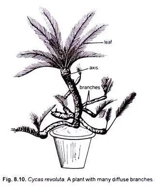 Morphology of Cycas