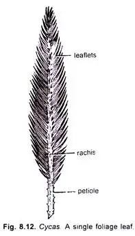 External Morphology of Cycas