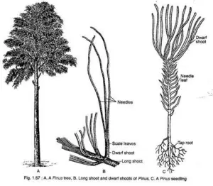 Pinus – Characteristics, Classification, Morphology, Anatomy And Reproduction