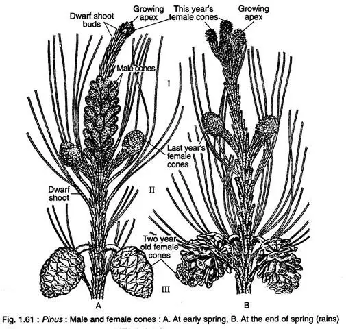 Pinus