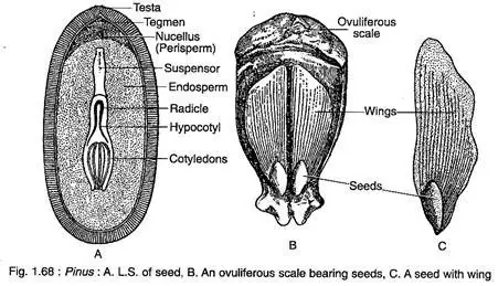 Pinus - Characteristics, Classification, Morphology, Anatomy And ...