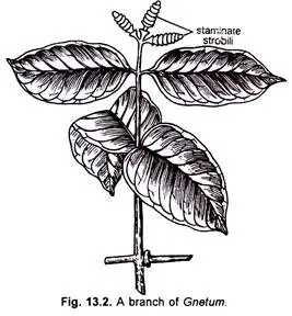 Gnetum – Characteristics, Classification, Morphology, Anatomy And ...