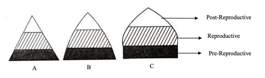 Pyramids of A) Expanding Populations (Bell Shape); B) Stable Populations (Dome Shape); C)
Declining Populations (Urn Shape)