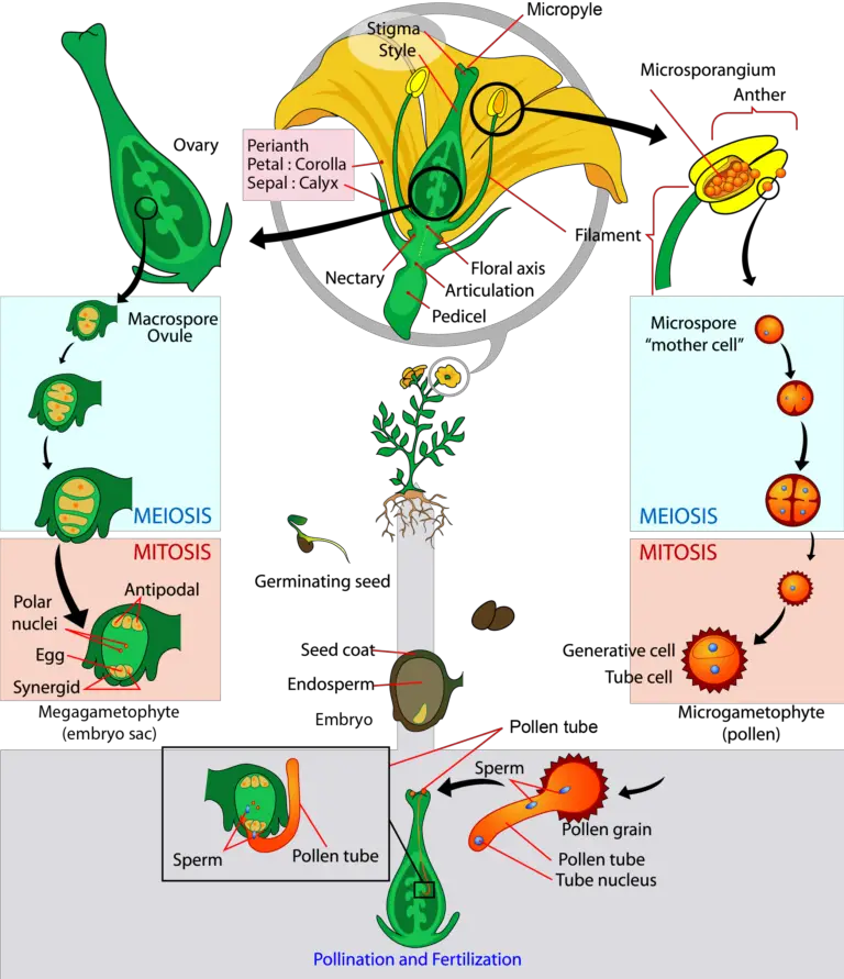 Life cycle of Angiosperms