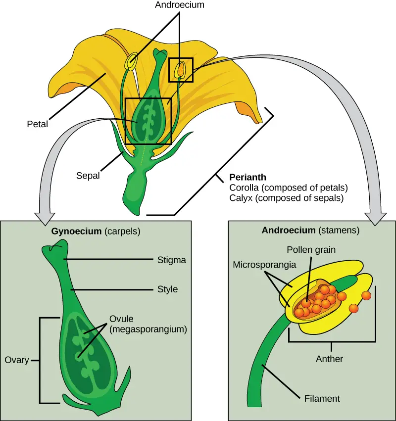  Flower structure. 