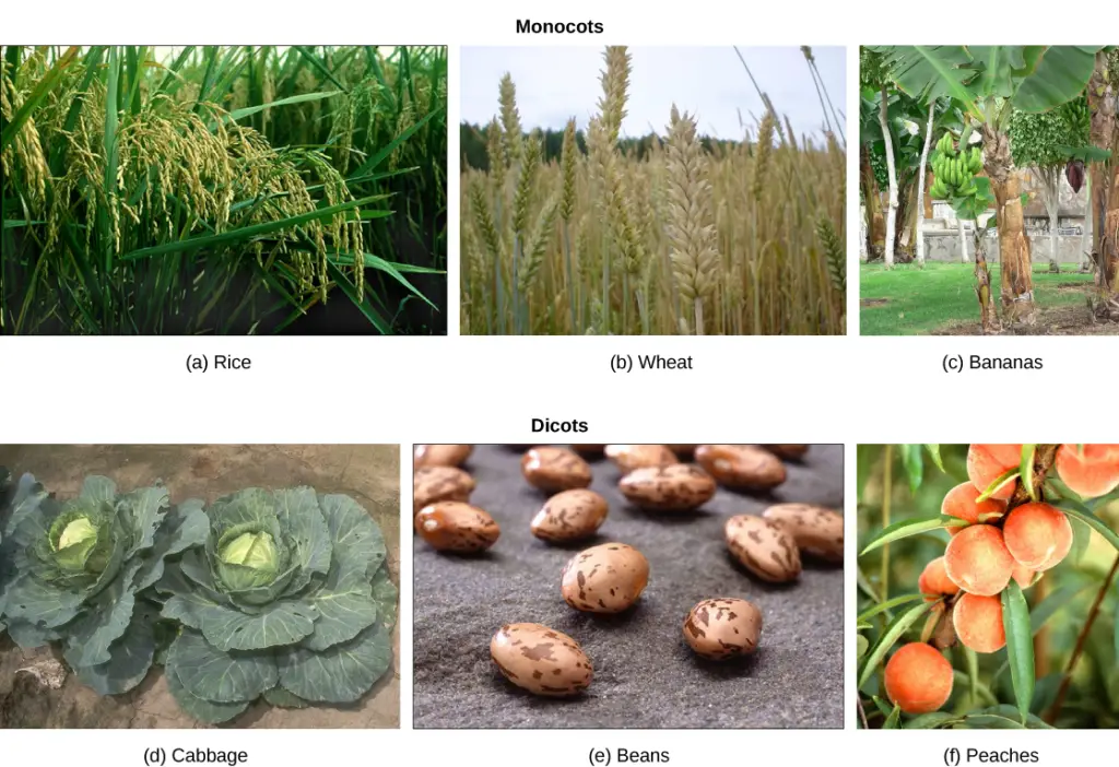 Monocot and dicot crop plants.