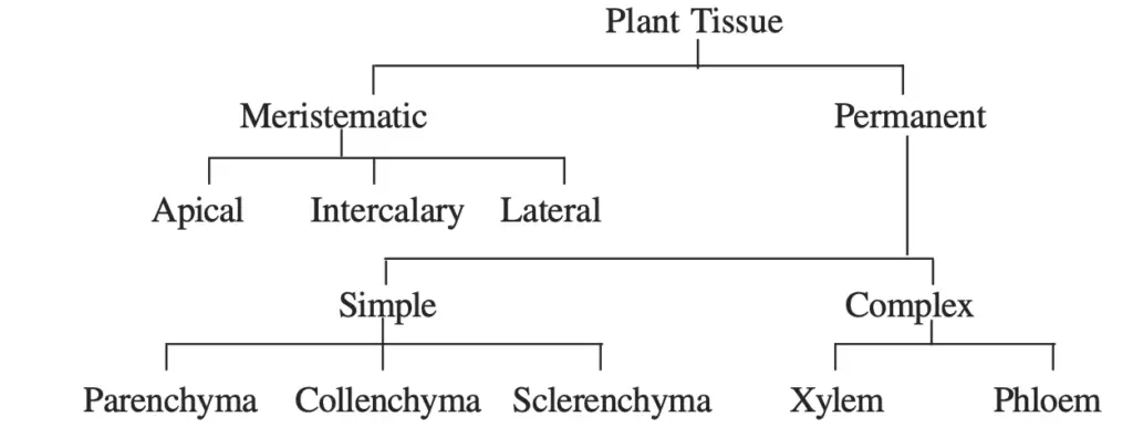 Classification of plant tissues