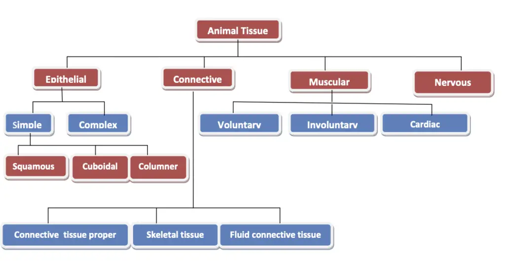 Classifications of Animal tissues