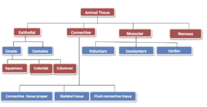 Tissues - Definition, Types, Structure, Examples - Biology Notes Online
