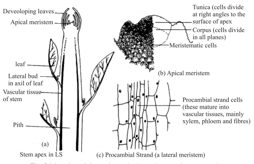  Location of the meristematic tissues in an angiospermous plant