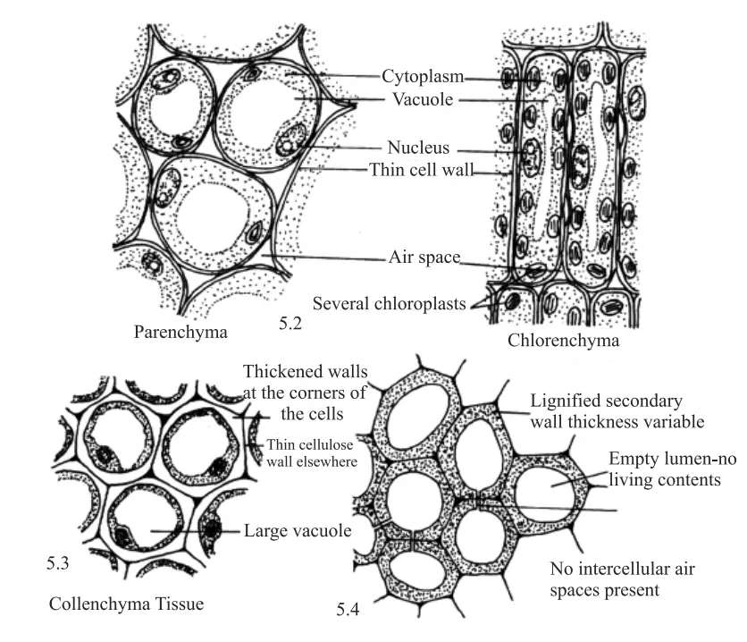 Various types of simple tissues