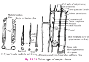 Simple Complex Tissue Tissues - Definition, Types, Structure, Examples