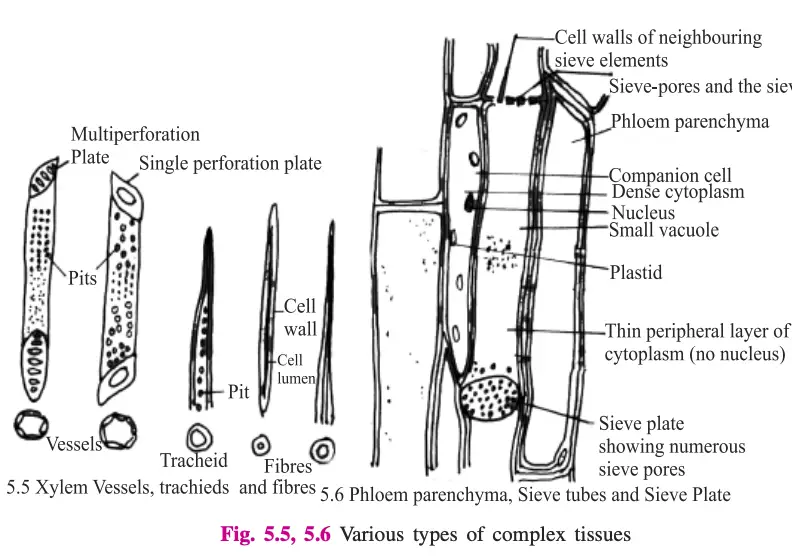 Various types of complex tissues