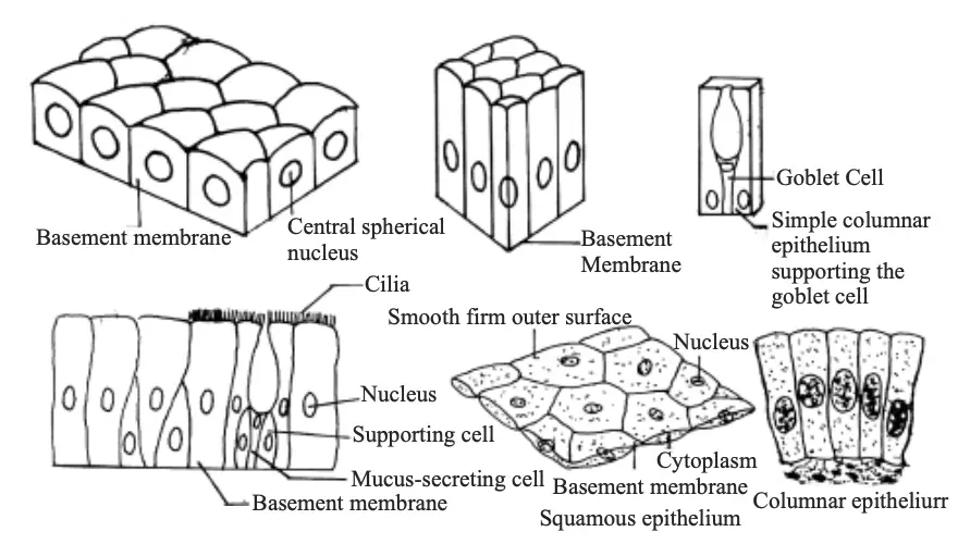 The structure of different kinds of epithelial tissues