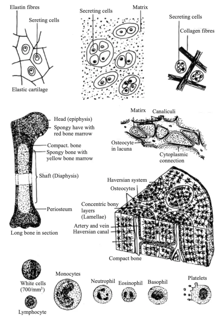 8 Some representative types of connective tissues.