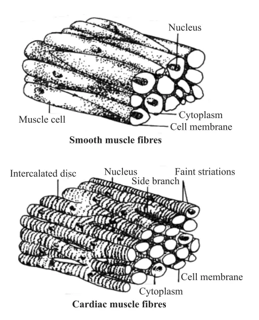  Types of Vertebrate Muscle Tissue