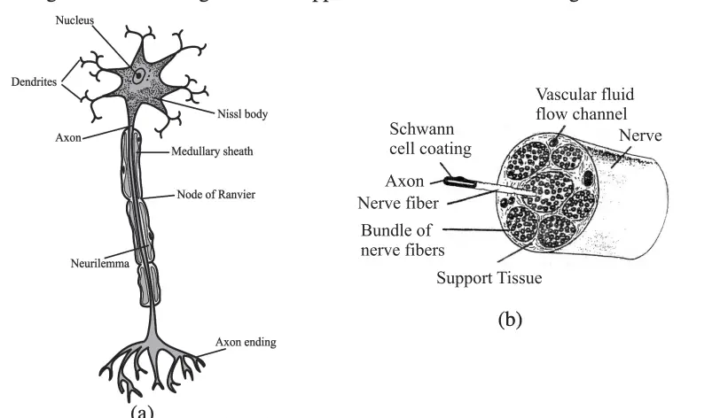 Nerve cell and nerve fibre.