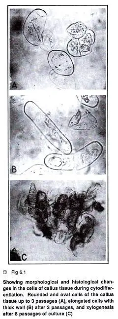 Cytodifferentiation