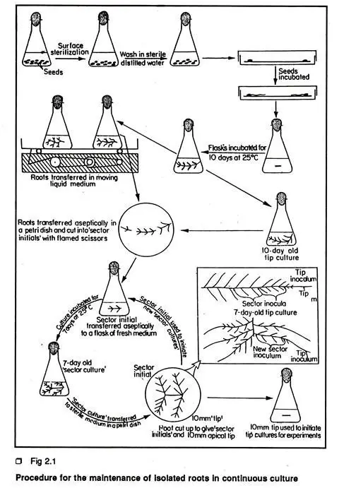 Protocol of Root Culture