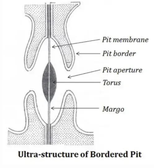 The ultra-structure of bordered pits 