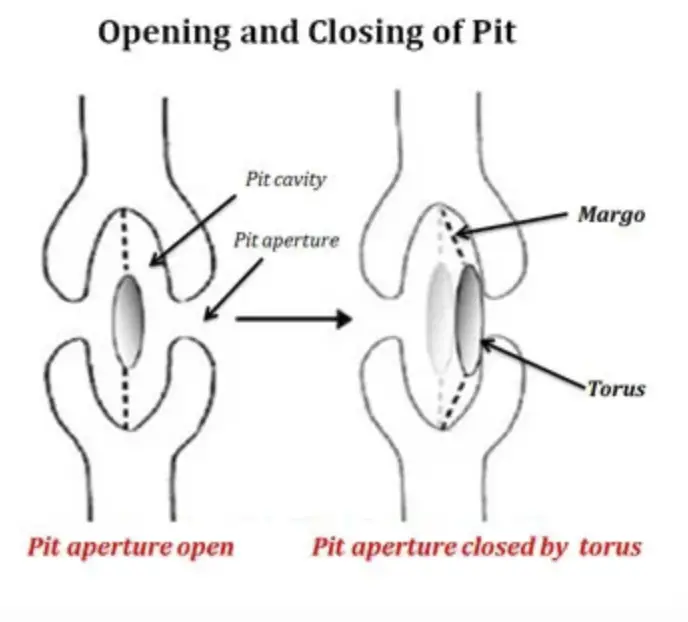 Opening and Closing of Pits