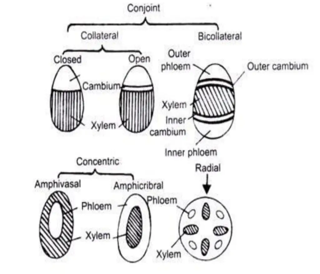 Types of Vascular Bundles