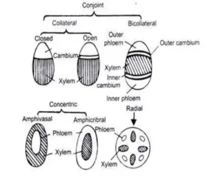 Vascular Bundles – Definition, Structure, Types, Functions
