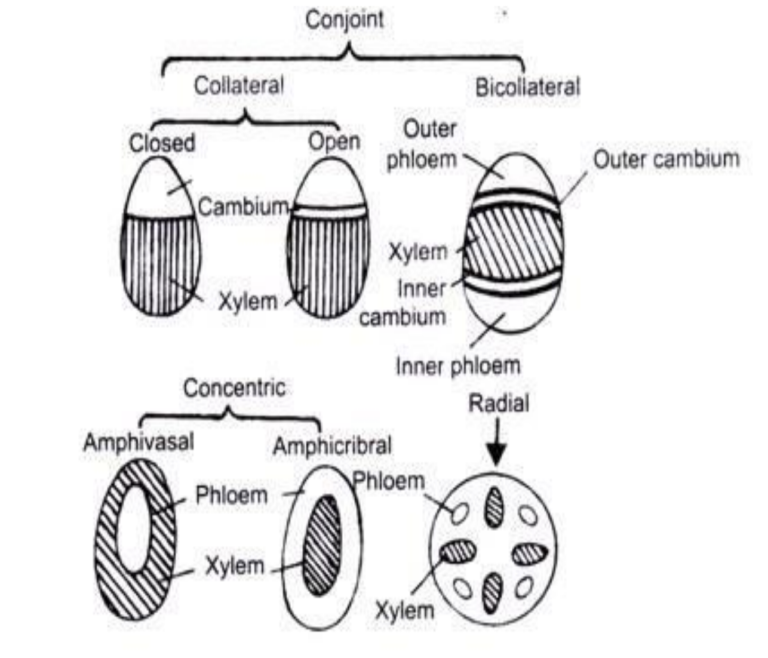 Vascular Bundles Definition, Structure, Types, Functions Biology