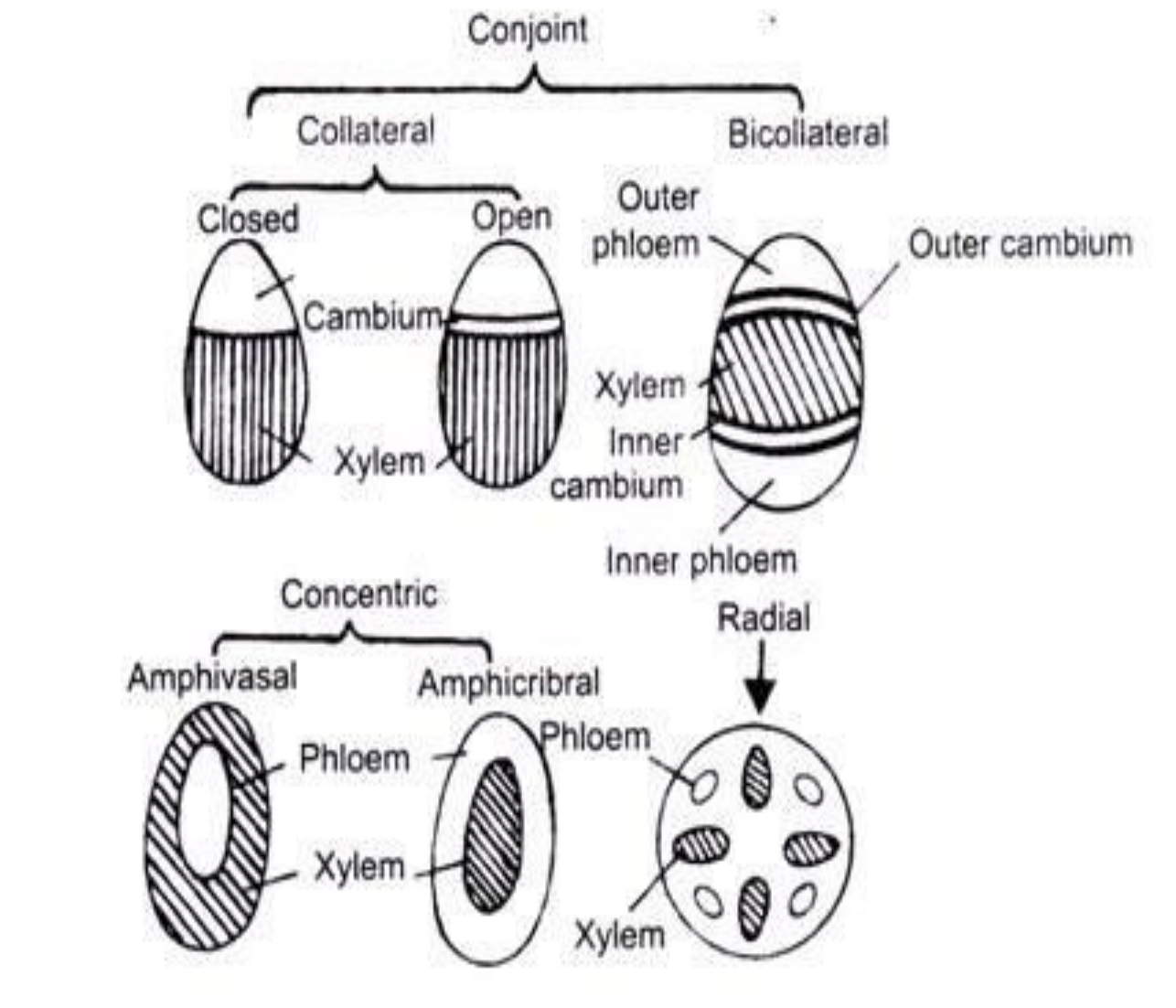 Types of Vascular Bundles