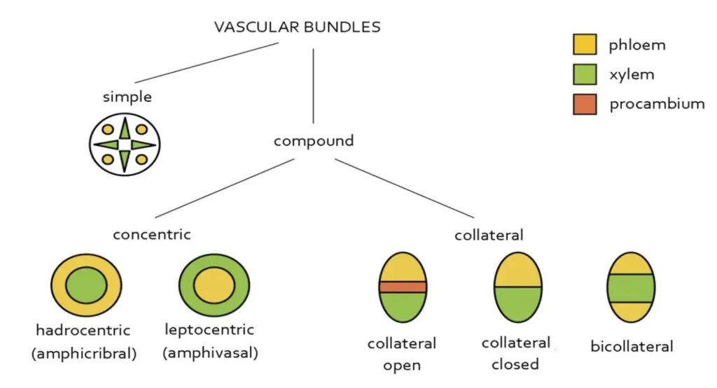 Vascular Bundles