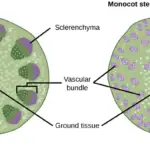 Structure of dicot and monocot stem