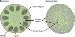 Dicot and Monocot stem – Characteristics, Structure, Functions, Examples