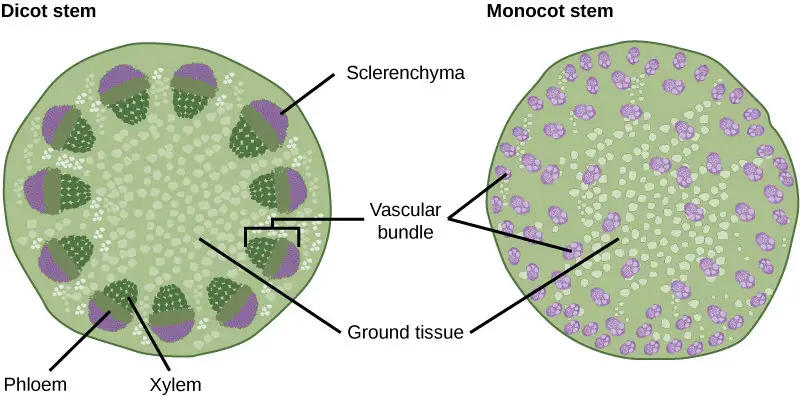 Structure of dicot and monocot stem