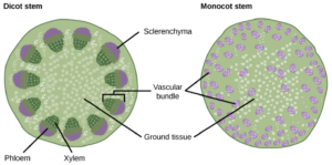 Vascular Bundles - Definition, Structure, Types, Functions - Biology ...