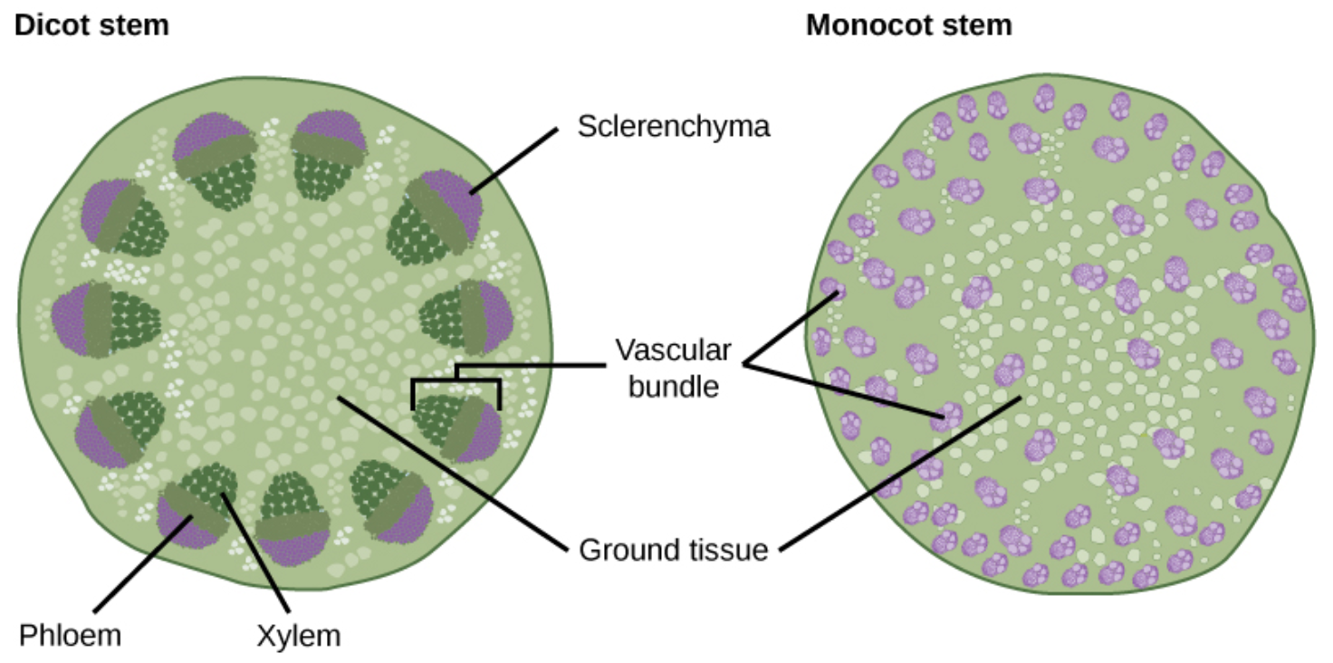 Vascular Bundles - Definition, Structure, Types, Functions - Biology ...