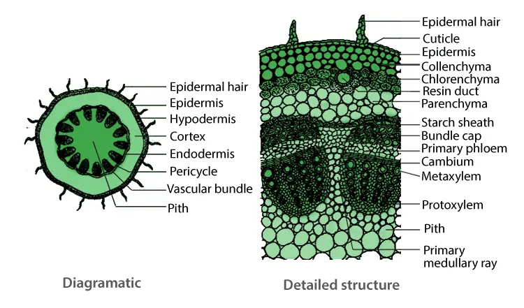 Structure of dicot stem